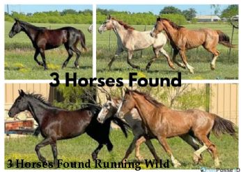 3 Horses Found Running Wild