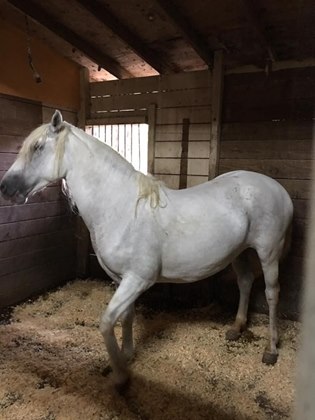 Deseada, Andalusian mare stolen.