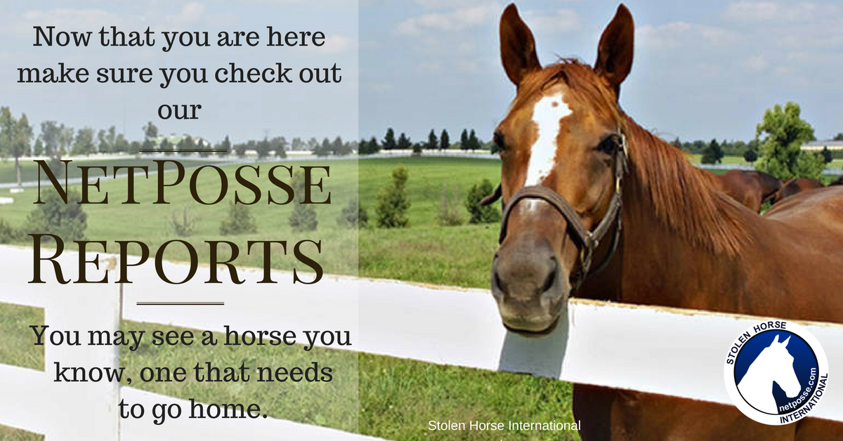 Check out our missing horse reports.