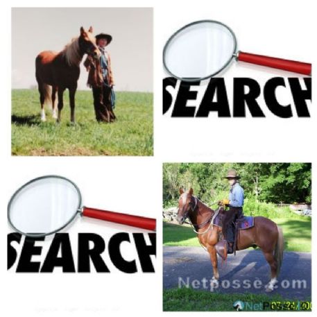 SEARCHING FOR Horse - Copper