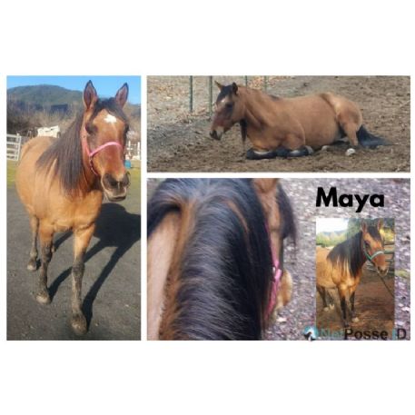 SEARCHING FOR Horse - Maya