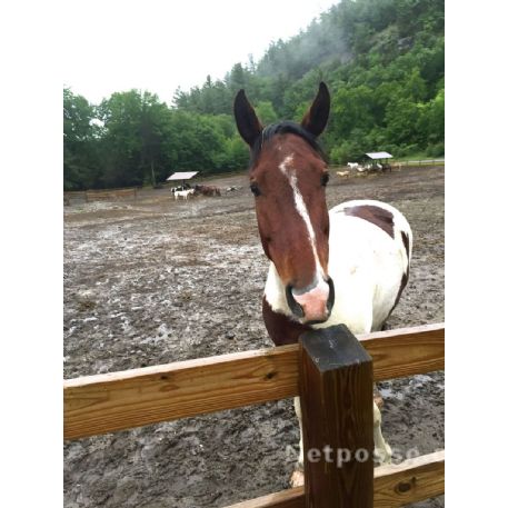 MISSING Horse - Clyde