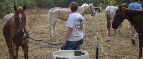 Tammie Michelle Montiel facing charges for 54 neglected horses