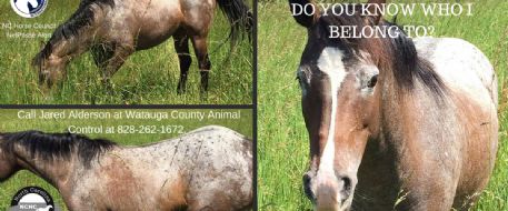  Horse found roaming  in Boone Mt, NC - Do you know the owner?