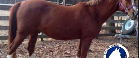Stolen Horse International Missing Horse Alert in the West Plains area - Blazenberry Day aka Blaze