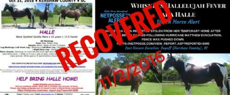 UPDATE: Missing Horse Found, Returned to Caretaker
