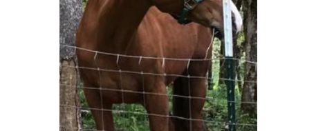 Search launched for missing Sheridan horse