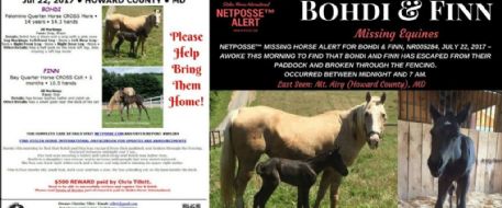 PRESS RELEASE - MISSING/LOST EQUINES - Bohdi & Finn - Maryland