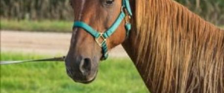 Horse still missing, searchers needed