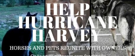 Stolen Horse International is Here to Help Hurricane Harvey Animals Go Home