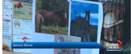 Outpouring of support after Entwistle-area horse disappears - Where is Molly?
