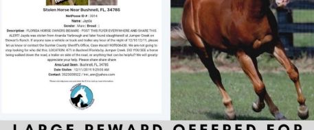 Large Reward Offered For Leads After Horses Butchered in Florida