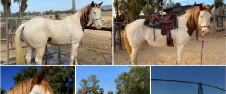 Missing deaf horse found in Tijuana River Valley 