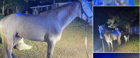 Happy dance time for lost horse and dog in Mississippi