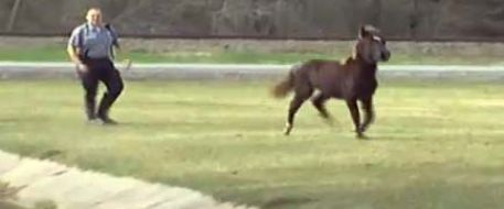 Runaway horse bolts through apartment complex in Beaumont, Texas