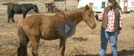 Horse Beaten And Riding Equipment Stolen From Wasington Ranch That Helps Kids And Wounded Vets