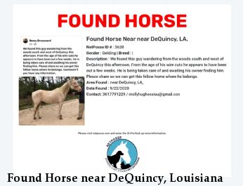 Found Horse near DeQuincy, Louisiana