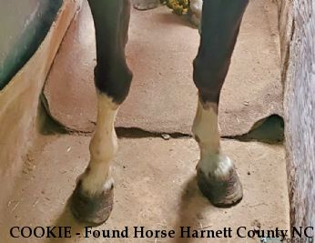 COOKIE - Found Horse Harnett County NC