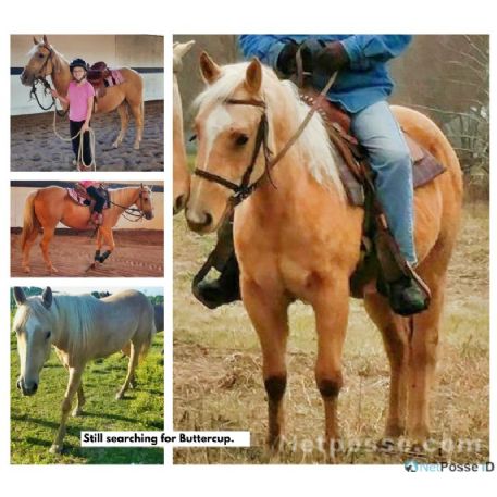MISSING Horse - Buttercup