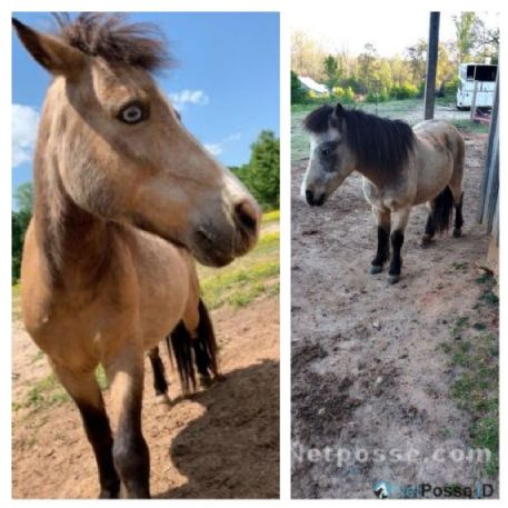 MISSING Horse - Darby