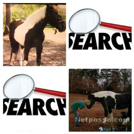 SEARCHING FOR Horse - Delilah Rose