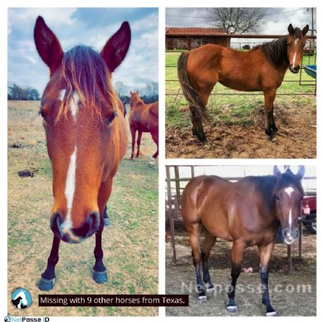 MISSING Horse - Lacy