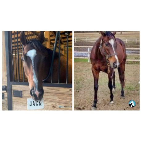 RECOVERED Horse - Jack - RECOVERED 2/26/21