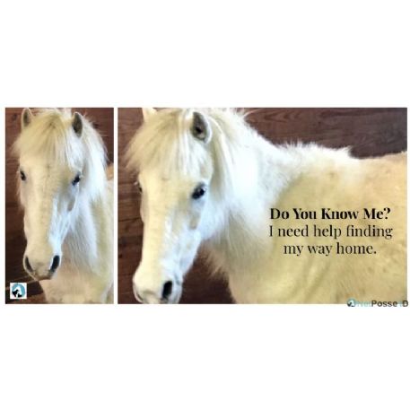 FOUND mini | pony Horse