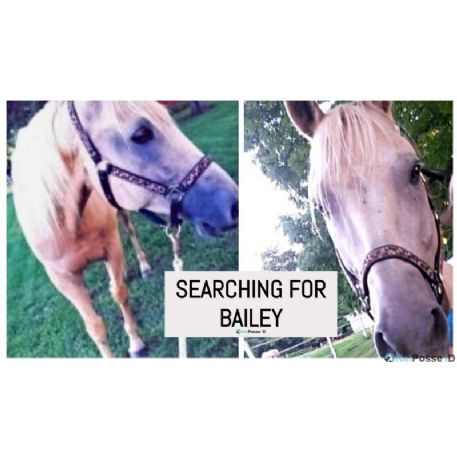 SEARCHING FOR Horse - Bailey - REWARD