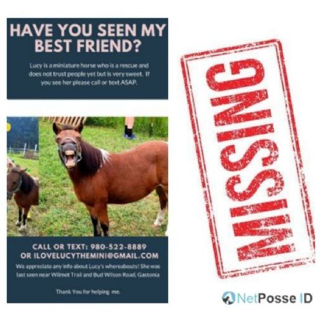 MISSING Horse - Lucy