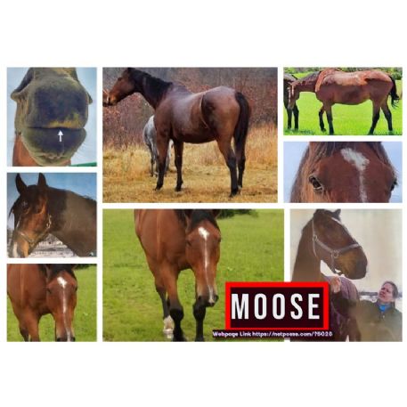 STOLEN Horse - Kedar aka Moose - REWARD