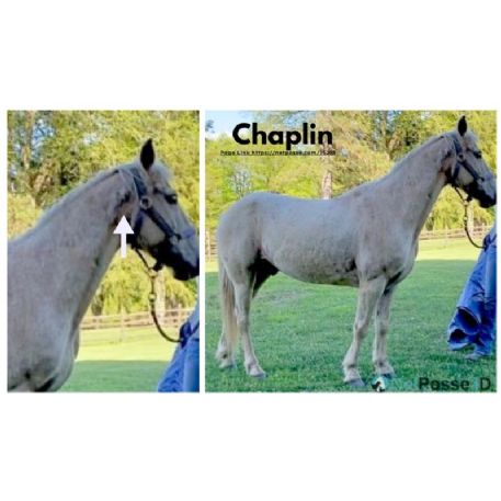 RECOVERED Horse - Chaplin