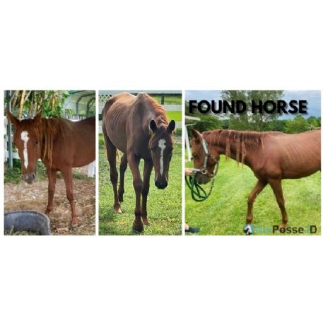 FOUND OWNER MUST ID Horse