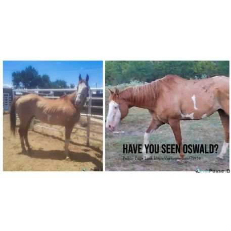 SEARCHING FOR Horse - Oswald - Recovered