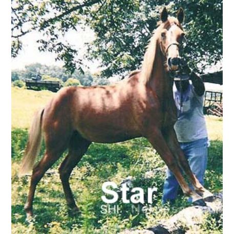 STOLEN Horse - STAR