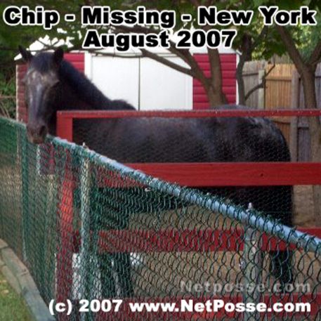 MISSING Horse - Chip