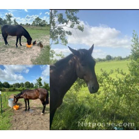 RECOVERED Horse - Rusty, Hockley, TX 77447