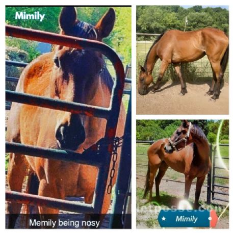 RECOVERED Horse - Mimily has been recovered, Ralston, Ok 74650