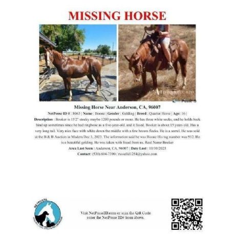 MISSING Horse - Boone