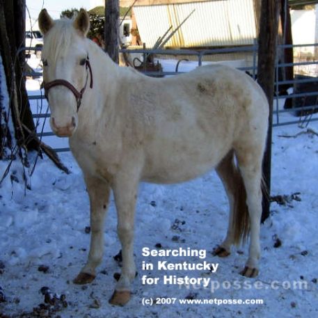 MISSING Horse - Peggy Sue