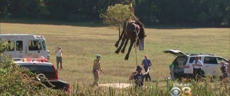 Crews In Chester County Rescue Clydesdale Horse Stuck In The Mud