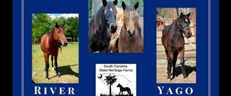 Beloved and Rare Heritage Horses Stolen from South Carolina Farm