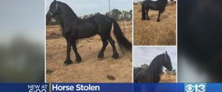 Owner Still Searching for Horse Stolen The Day After Christmas