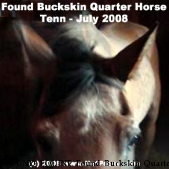 FOUND EQUINE Found Buckskin Quarter Horse, Near Lebanon, TN, 00000