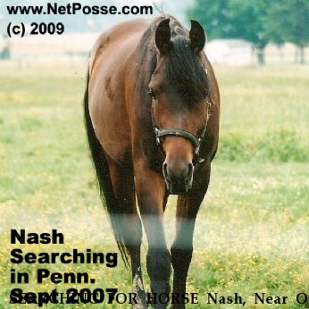 SEARCHING FOR HORSE Nash, Near Oil City, PA, 00000