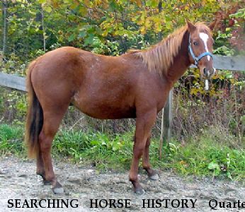 SEARCHING HORSE HISTORY Quarter Horse Colt , Near New Holland, PA, 17557