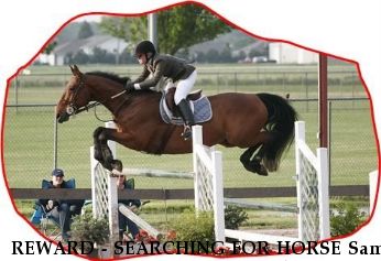 REWARD - SEARCHING FOR HORSE Sam  $1000 REWARD Near Cave Creek, AZ, 85331