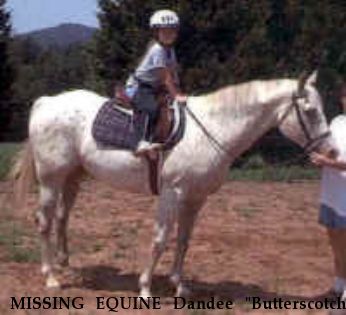 MISSING EQUINE Dandee "Butterscotch", Near Landrum, SC, 00000