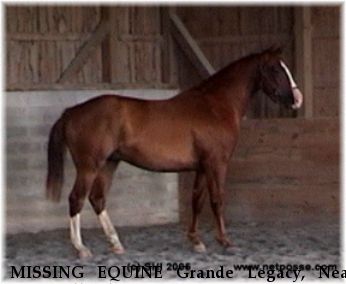MISSING EQUINE Grande Legacy, Near New Holland, PA, 00000