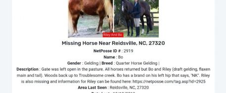 $3,000 REWARD For Two Horses Missing from Reidsville, NC